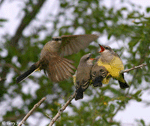 Western Kingbird 2 - Tyrannus verticalis
