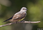 Western Kingbird 7 - Tyrannus verticalis