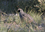 California Quail - Callipepla californica
