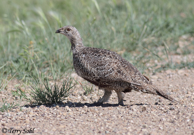 Greater Sage Grouse 1 - Centrocercus urophasianus