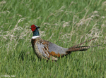 Ring-necked Pheasant 11 - Phasianus colchicus