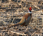 Ring-necked Pheasant 13 - Phasianus colchicus