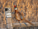 Ring-necked Pheasant 15 - Phasianus colchicus