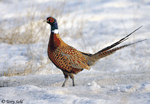 Ring-necked Pheasant 7 - Phasianus colchicus