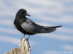 Black Tern 2 - Childonias niger