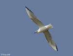 Bonaparte's Gull - Larus philadelphia