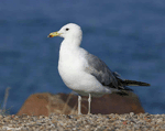 California Gull 1 - Larus californicus