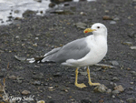 California Gull 2 - Larus californicus