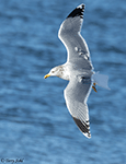 California Gull 3 - Larus californicus