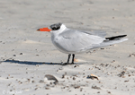 Caspian Tern - Hydroprogne caspia