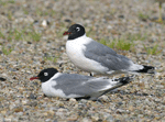 Franklin's Gull - Larus pipixcan