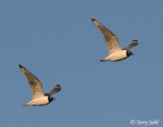 Franklin's Gull - Larus pipixcan