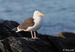 Great Black-backed Gull - Larus marinus