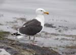 Great Black-backed Gull - Larus marinus