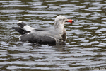 Heermann's Gull - Larus heermanni