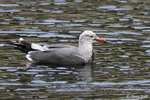 Heermann's Gull - Larus heermanni
