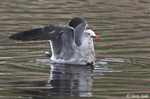 Heermann's Gull - Larus heermanni