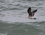 Heermann's Gull - Larus heermanni