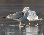 Lesser Black-backed Gull 2 - Larus fuscus