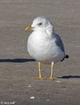 Mew Gull 10 - Larus canus