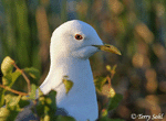 Mew Gull 1 - Larus Canus