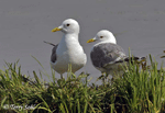Mew Gull 2 - Larus Canus