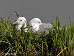 Mew Gull 3 - Larus Canus