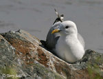 Mew Gull 4 - Larus Canus