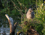 Mew Gull 5 - Larus Canus