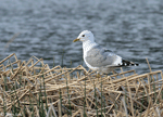Mew Gull 6 - Larus Canus
