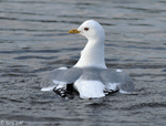 Mew Gull 7 - Larus Canus