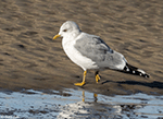 Mew Gull 8 - Larus canus