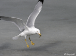 Ring-billed Gull 14 - Larus delawarensis