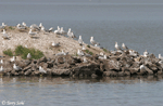 Ring-billed Gull 16 - Larus delawarensis