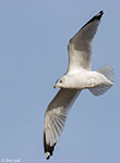 Ring-billed Gull 23 - Larus delawarensis