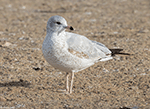 Ring-billed Gull 24 - Larus delawarensis
