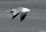 Ring-billed Gull 2 - Larus delawarensis