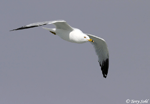 Ring-billed Gull 3 - Larus delawarensis