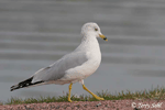 Ring-billed Gull 5 - Larus delawarensis
