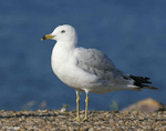Ring-billed Gull 6 - Larus delawarensis