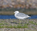 Ring-billed Gull 7 - Larus delawarensis