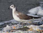 Sabine's Gull photo 4