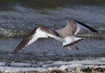 Sabine's Gull photo 5