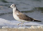Sabine's Gull photo 8