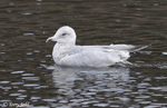 Thayer's Gull photo 3