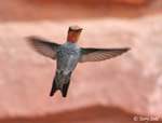 Anna's Hummingbird 4 - Calypte anna