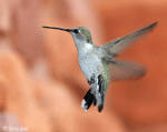Black-chinned Hummingbird - Archilochus alexandri