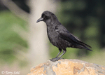 American Crow photo 10