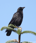 American Crow photo 11