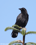 American Crow photo 12